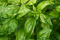 basil-200